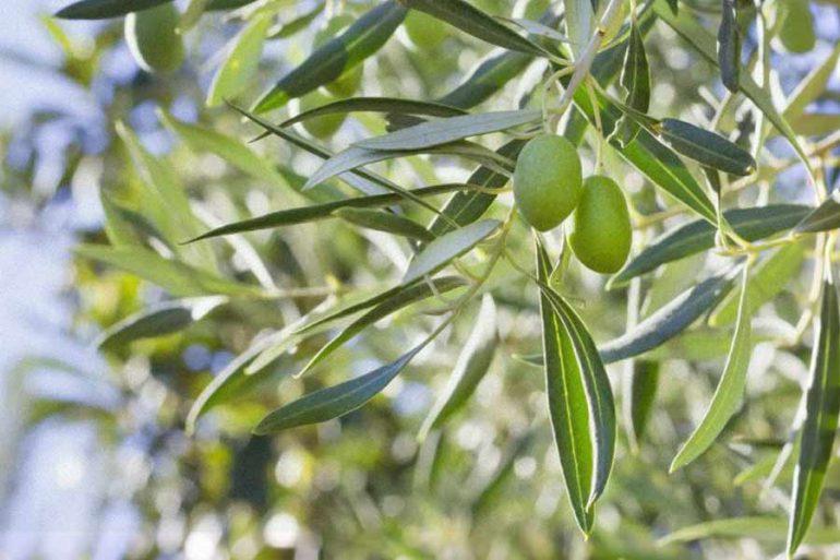 Benefits of olive leaf extract 770x513