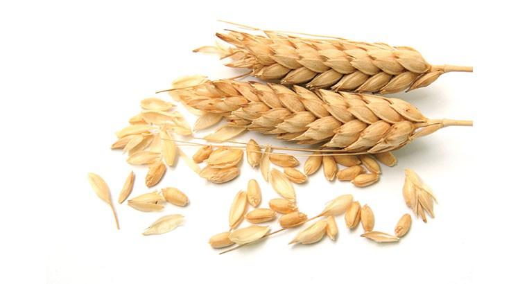 Wheat for alopecia