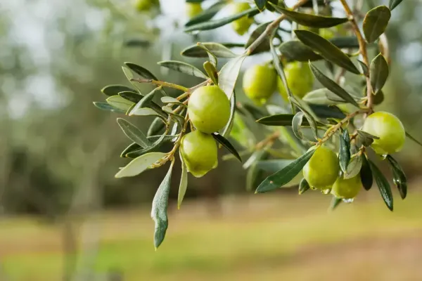 Extrait d olivier