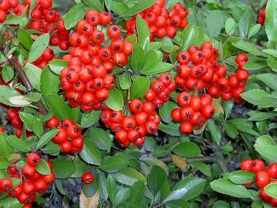 Le buisson ardent ou pyracantha