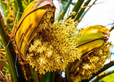 Le pollen de palmier