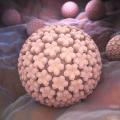 Papilloma virus which may cause genital warts 1