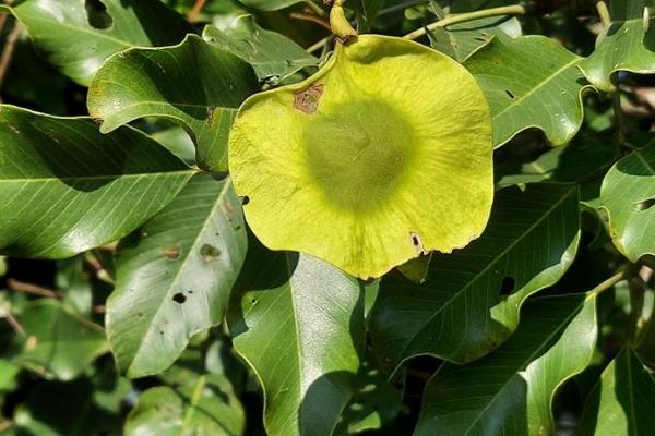Pterocarpus osun