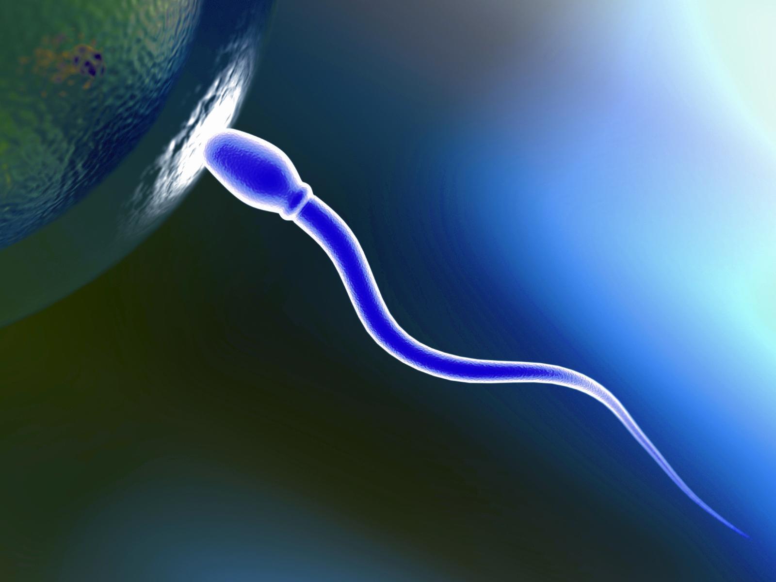 Sperm 1