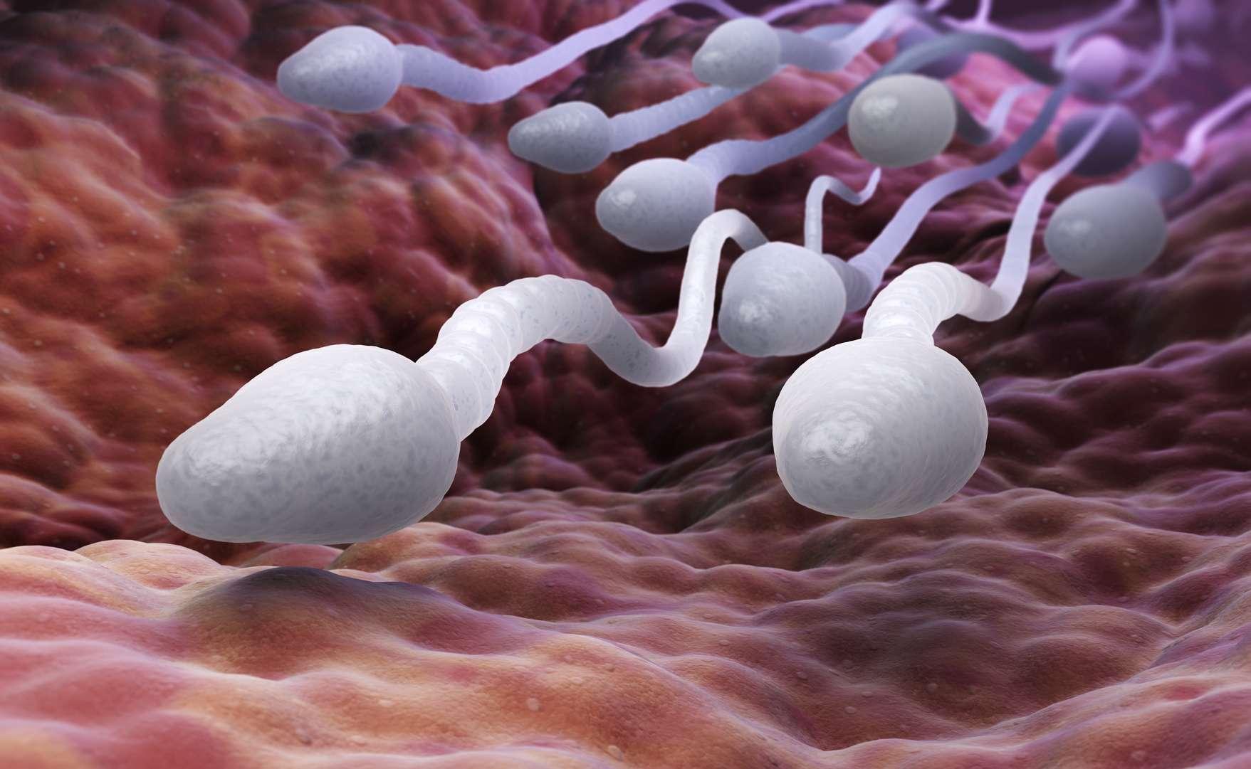 Sperme spermatozoides