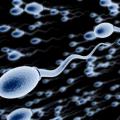 Sperms