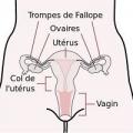Trompe de fallope et uterus