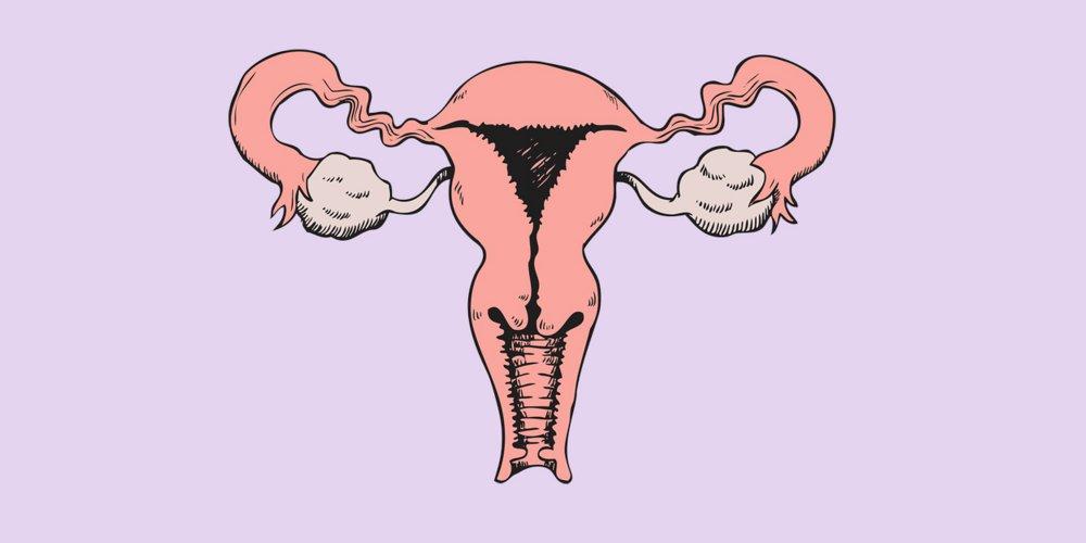 Uterus